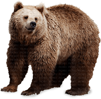bear katrin - kostenlos png