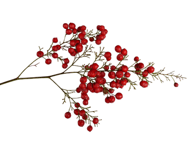 rama frutos rojos invierno  dubravka4 - png gratis