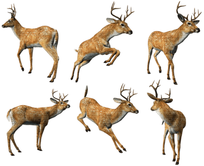 deers - nemokama png