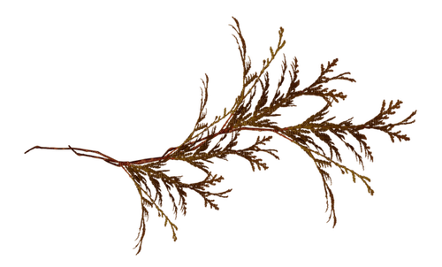 autumn branch deco brown png kikkapink - ilmainen png