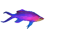 poisson - GIF animado grátis