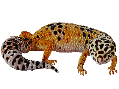 chameleon - Nitsa P - Free animated GIF