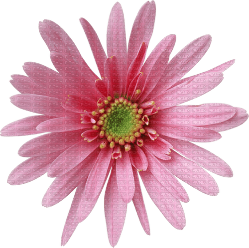 Fleur.Flower.Pink.rose.Victoriabea - PNG gratuit