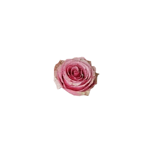 kikkapink deco scrap pink rose - Free PNG