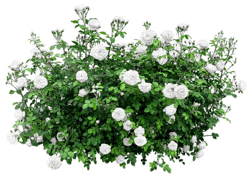 White roses bush - PNG gratuit
