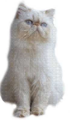 Tube Animaux Chat - 無料png