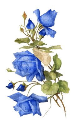 rose bleu.Cheyenne63 - δωρεάν png