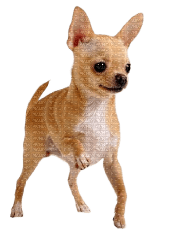 Chihuahua - darmowe png