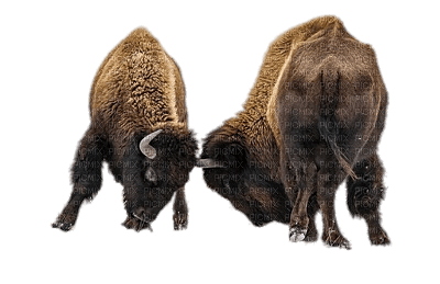 bison - kostenlos png
