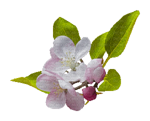 Blumen, Flowers - Free animated GIF