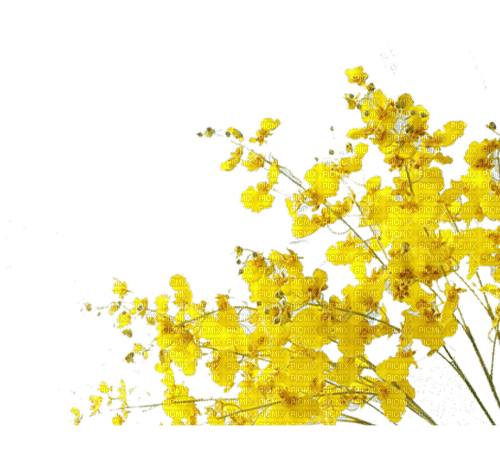 fleur, circle cadre, frame, yellow, Adam64 - δωρεάν png