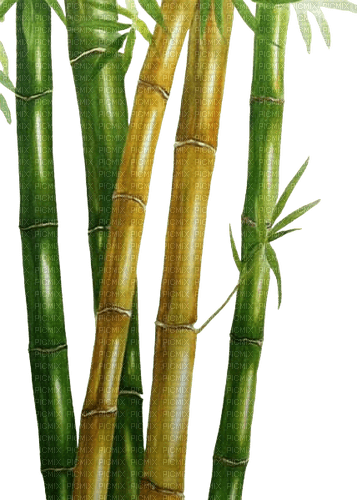 bambous - ilmainen png