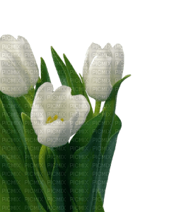 tulip - 免费PNG