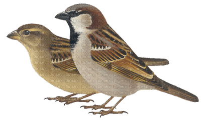 birds katrin - δωρεάν png