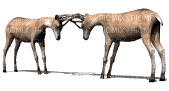 deer - Darmowy animowany GIF