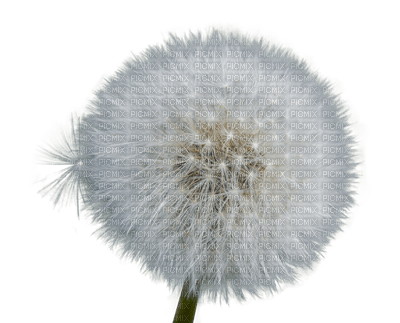 kukka, fleur, flower, dandelion, voikukka - 無料png