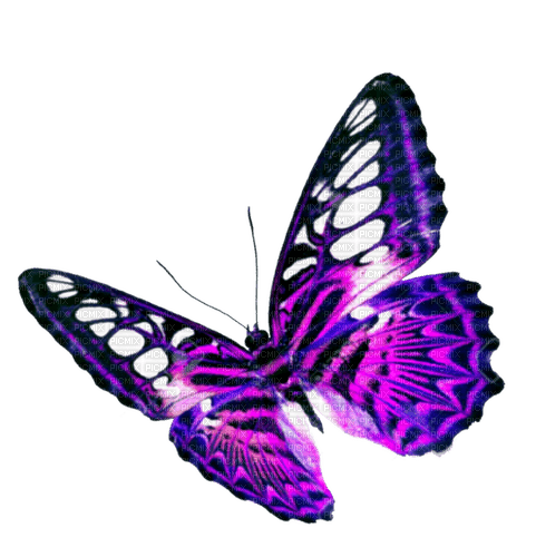 Purple Butterfly - gratis png