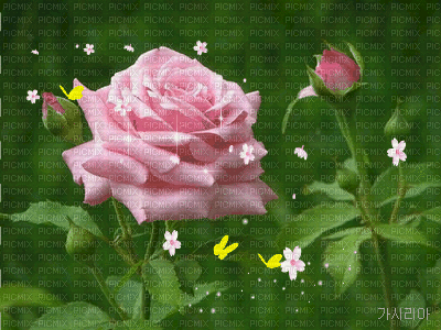 Rosa rosa - GIF animado gratis