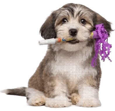 New Year.Dog.Chien.Perro.Victoriabea - gratis png