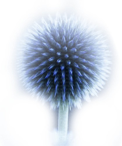 plante bleu.Cheyenne63 - png grátis