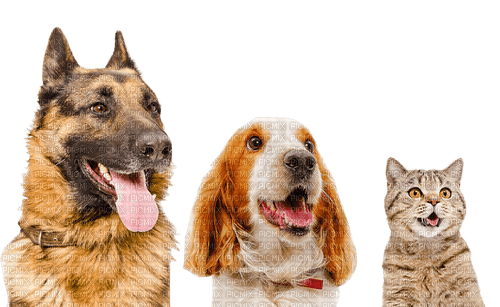 dog chien chat cat katze animals - 免费PNG