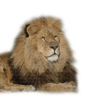 lion - ücretsiz png