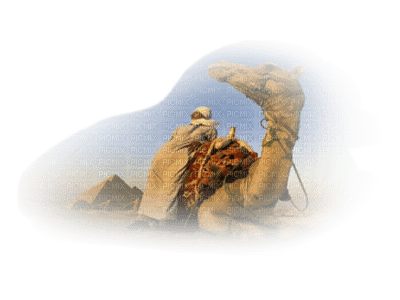 camel bp - zdarma png