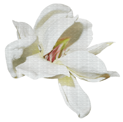 Kaz_Creations Flowers Flower Deco - Free PNG