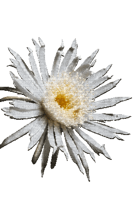 fleur grise.Cheyenne63 - GIF animado grátis
