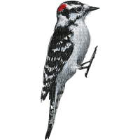 woodpecker - nemokama png