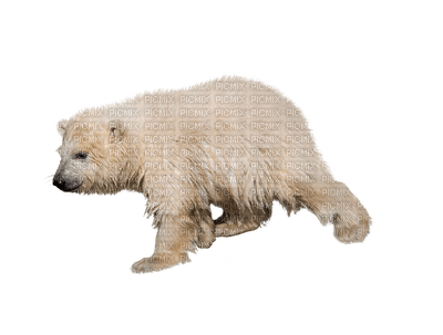 polar bear, jääkarhu - ücretsiz png