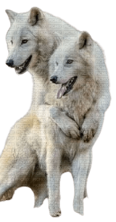 Loups amoureux - PNG gratuit