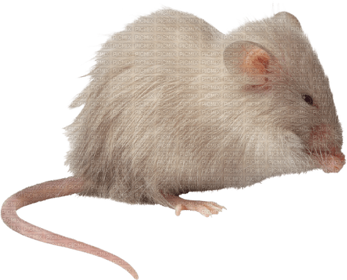 mouse by nataliplus - nemokama png