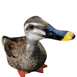 Kaz_Creations Duck - 免费PNG