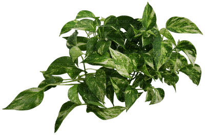 plants bp - png gratuito