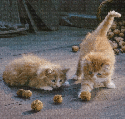 fond autumn automne chat cat - Gratis animerad GIF