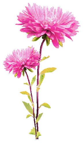 Animated.Flowers.Pink - By KittyKatLuv65 - Nemokamas animacinis gif
