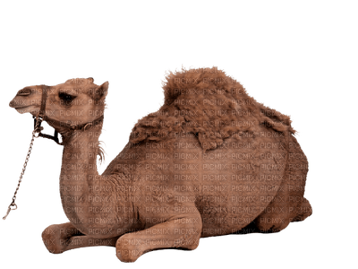 camel bp - 無料png
