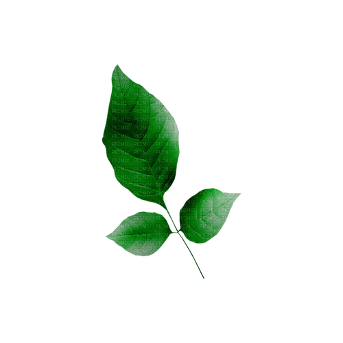kikkapink deco scrap green leaves leaf - PNG gratuit