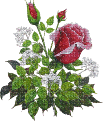 Ladybird - FLOWERS ROSES - Free animated GIF