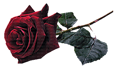 dulcineia8 rosas - GIF animado grátis