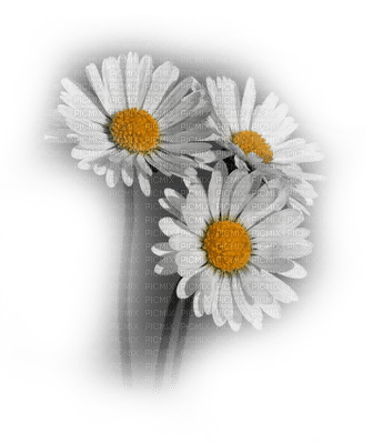 Tournesol94 fleur - 免费PNG