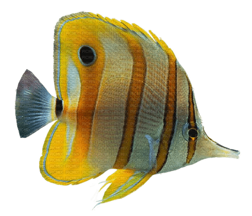 frutiger aero fish - ücretsiz png