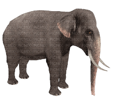Kaz_Creations Animals Elephant - PNG gratuit