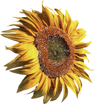 suncokret cvijeće - Nemokamas animacinis gif