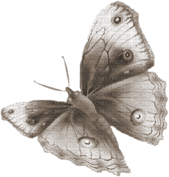 Tube Papillon - besplatni png