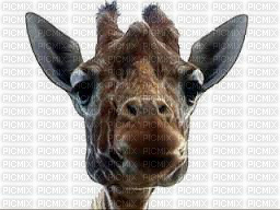 girafe ** - PNG gratuit