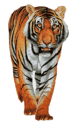 tigre ** - PNG gratuit
