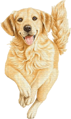 chien dog - png grátis