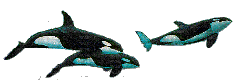 orcas animadas dubravka4 - Δωρεάν κινούμενο GIF